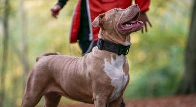 Why a near miss dog-attack was a wake-up call